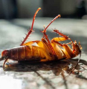 Dedetização em Curitiba, dedetização de Insetos, dedetização de baratas, dedetização de moscas, desratização