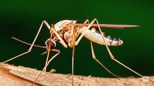 Dedetização de Moscas e Mosquitos