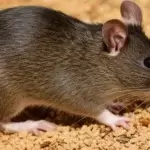 Dedetização de Ratos Curitiba