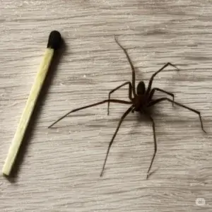 Dedetização de aranhas Curitiba, Dedetizadora de aranhas Curitiba, controle de aranhas Curitiba, dedetização de aranha marrom Curitiba