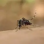 Dedetização de Mosquitos Bacacheri Curitiba