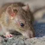 Dedetizadora de Ratos Alto da XV Curitiba