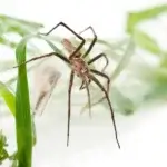 Dedetizadora de Aranhas Juvevê Curitiba