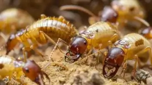 Dedetização de Cupins Butiatuvinha Curitiba