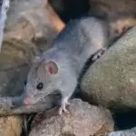 Dedetizadora de Rato Curitiba Alto da XV, Desratizadora Curitiba Alto da XV