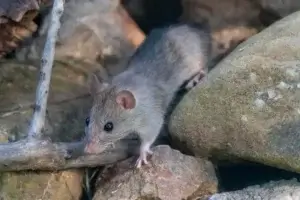 Dedetizadora de Ratos Curitiba Vila Isabel