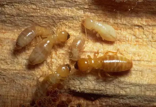 Descupinização por Injeção e Barreira no Jardim Social Curitiba