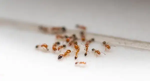 Dedetização de formigas no Champagnat Curitiba