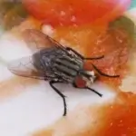 Dedetização de Mosquitos e Pernilongos Juvevê Curitiba