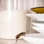 Dedetizadora de Baratas Campo Comprido Curitiba