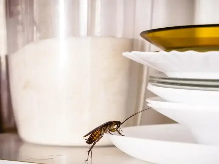 Dedetizadora de Baratas Campo Comprido Curitiba