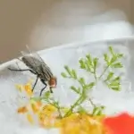 Dedetização de Mosquitos Hugo Lange Curitiba