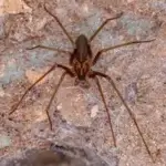 Dedetizadora de Aranhas Jardim Social Curitiba