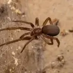 Dedetização de Aranhas Mercês Curitiba