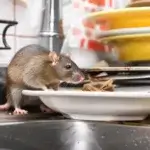 Dedetizadora de ratos no Mercês Curitiba