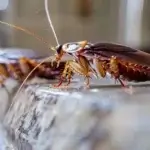 Dedetização de Baratas Bacacheri Curitiba