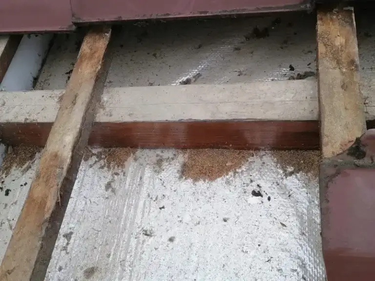 Dedetização de Cupins Curitiba Batel