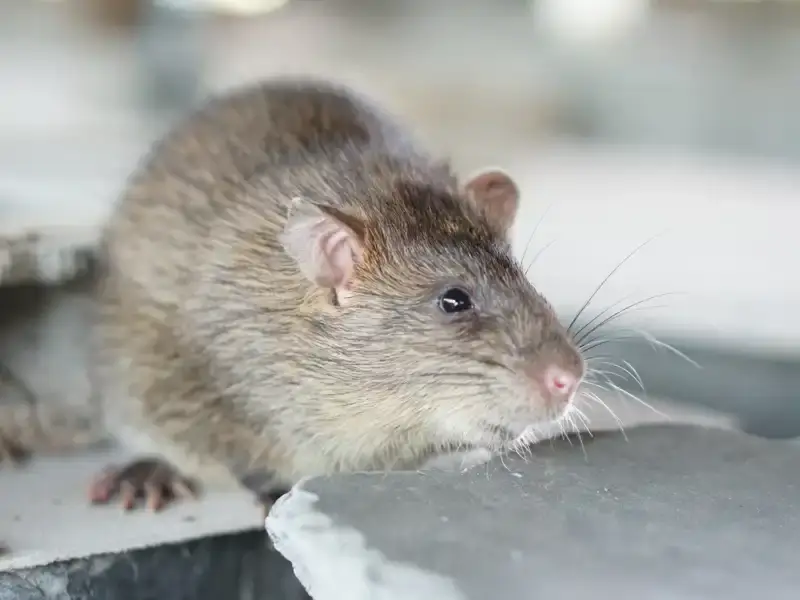 Dedetização de Ratos Boa Vista Curitiba
