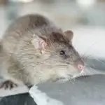 Dedetização de ratos Curitiba Batel