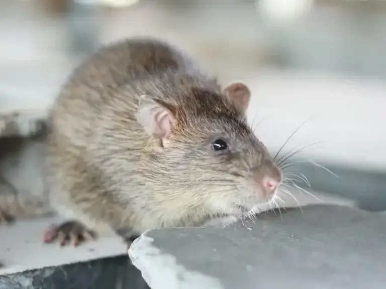 Dedetização de ratos Curitiba Batel