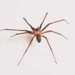 dedetização de aranha-marrom Hugo Lange Curitiba