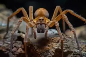 Dedetização de Aranha Marrom Curitiba Bacacheri