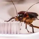 Dedetizadora de Baratas Bigorrilho Curiitba