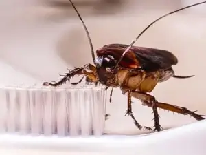 Dedetizadora de Baratas Bigorrilho Curiitba