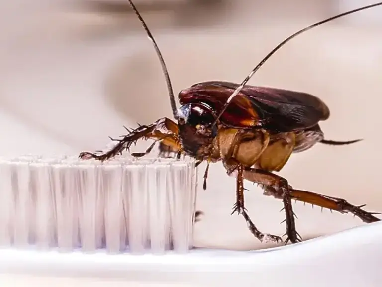 Dedetizadora de Baratas Bigorrilho Curiitba