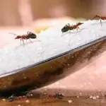 Dedetização de Formigas Curitiba - Água Verde