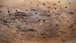 Dedetizadora de Cupins Alto da XV Curitiba