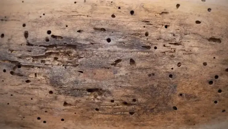 Dedetizadora de Cupins Alto da XV Curitiba