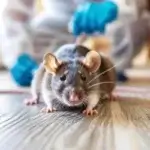 Dedetização de Ratos Tarumã Curitiba