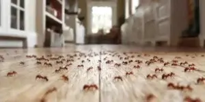 dedetização de Formigas Santa Quitéria Curitiba