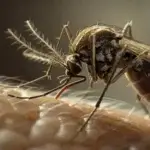 Dedetização de Moscas e Mosquitos Seminário Curitiba