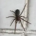 Dedetização de Aranha-Marrom Seminário Curitiba