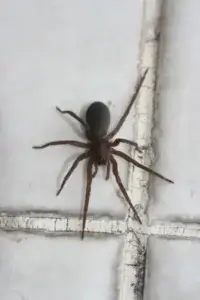 Dedetização de Aranha-Marrom Seminário Curitiba