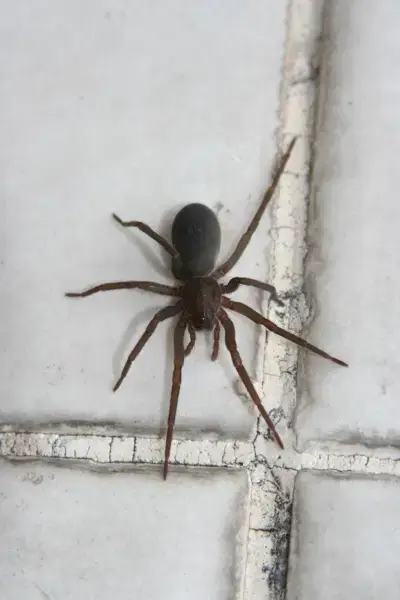 Dedetização de Aranha-Marrom Seminário Curitiba