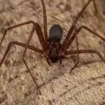 Dedetização de Aranhas e Aranha-Marrom Tarumã Curitiba