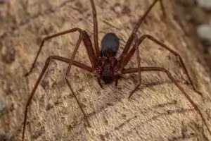 Dedetização de Aranhas e Aranha-Marrom Tarumã Curitiba