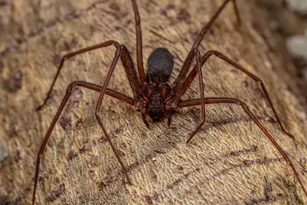 Dedetização de Aranhas e Aranha-Marrom Tarumã Curitiba